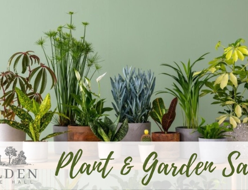Plant and Garden Items Sale